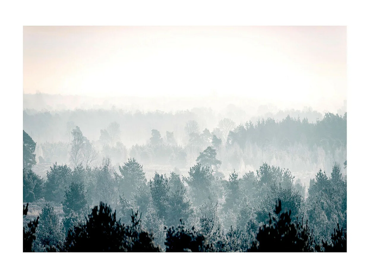 Papier Peint II "Winter Forest" 70 x 100 cm