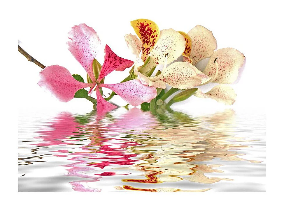 Papier Peint "Fleurs Tropicales Arbre Aux Orchidées Bauhinia" 270 x 350 cm