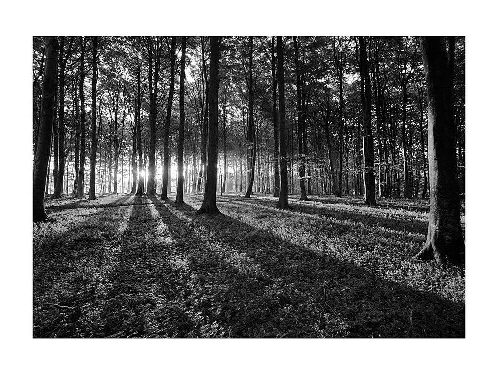 Papier Peint "The Light in the Forest" 105 x 150 cm