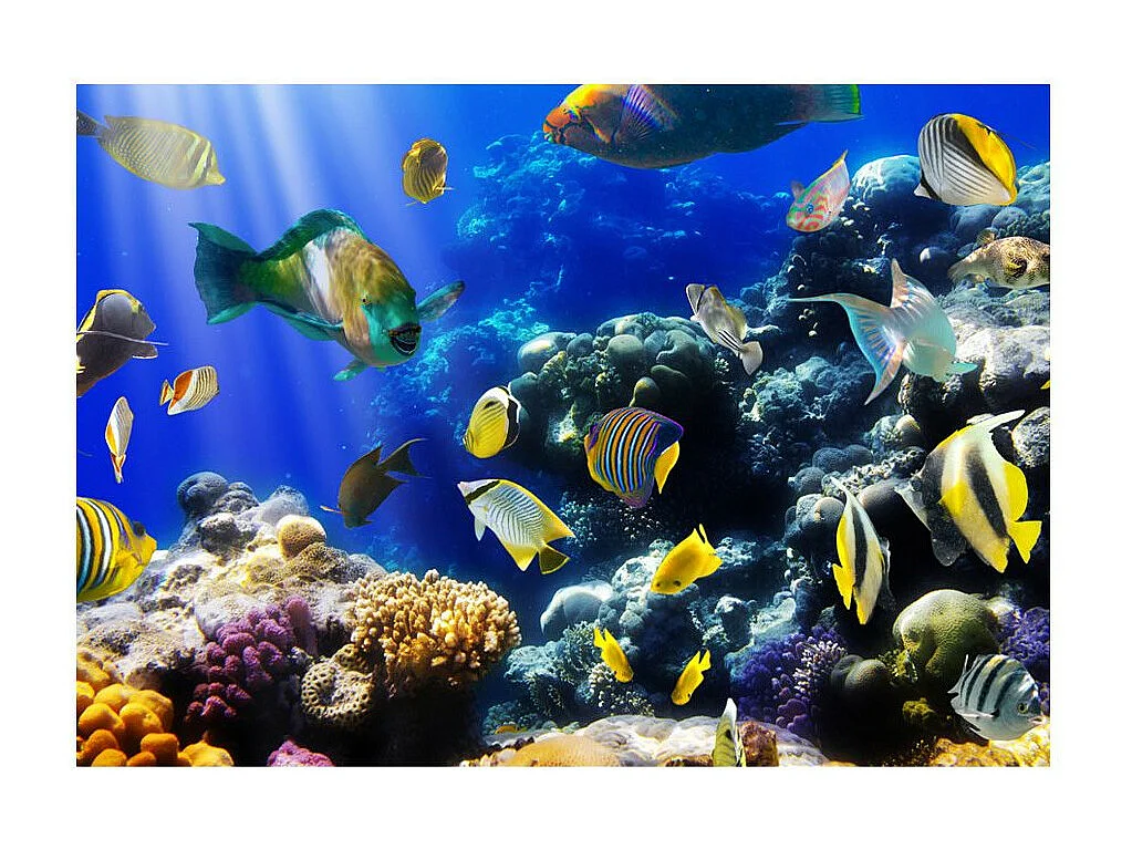 Papier Peint "Underwater Adventure" 140 x 200 cm