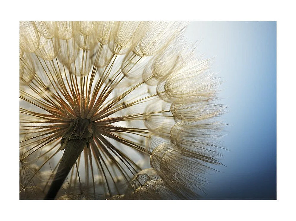 Papier Peint "Summer Delight" 140 x 200 cm