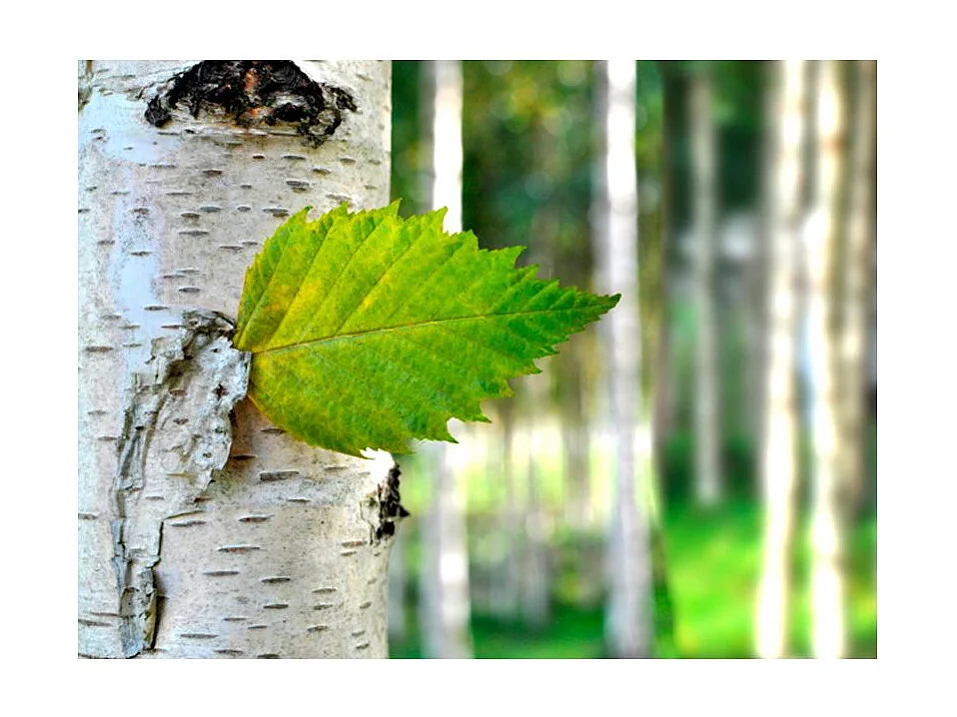 Papier Peint "Feuille de Bouleau" 154 x 200 cm
