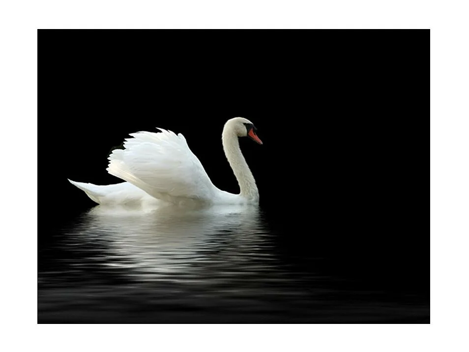 Papier Peint "Cygne Noir & Blanc" 231 x 300 cm