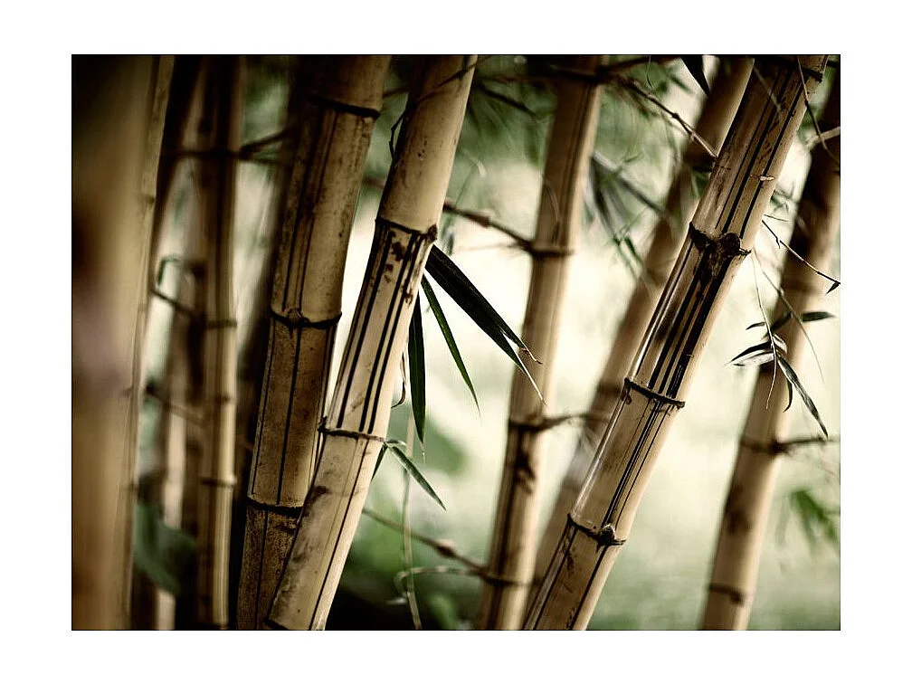 Papier Peint "Fog & Bamboo Forest" 154 x 200 cm