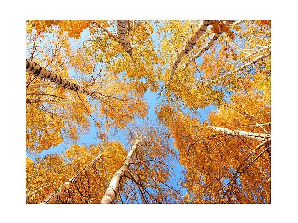 Papier Peint "Arbres D'automne" 270 x 350 cm