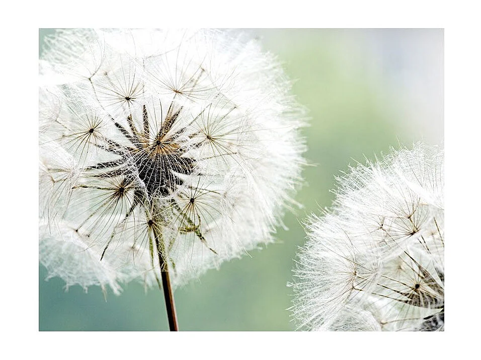 Papier Peint "Deux Pissenlits" 231 x 300 cm