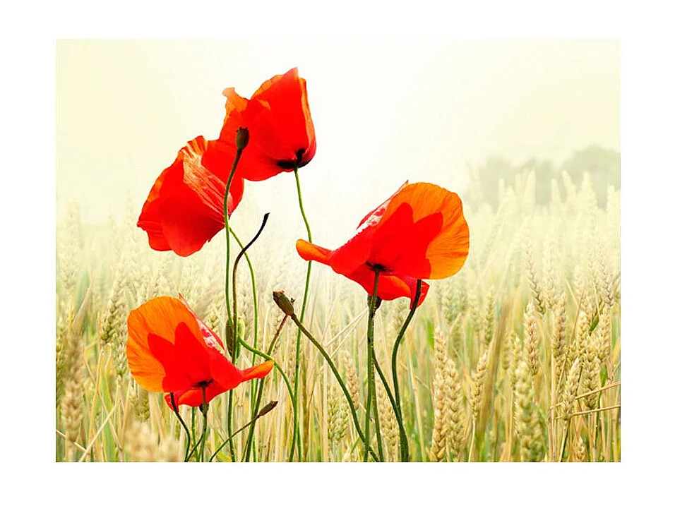 Papier Peint "Inspiré par la Beauté du Coquelicot" 231 x 300 cm