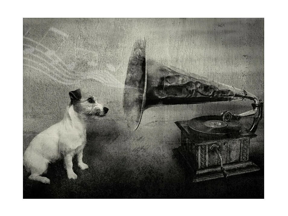 Papier Peint "Dog's Melodies" 193 x 250 cm