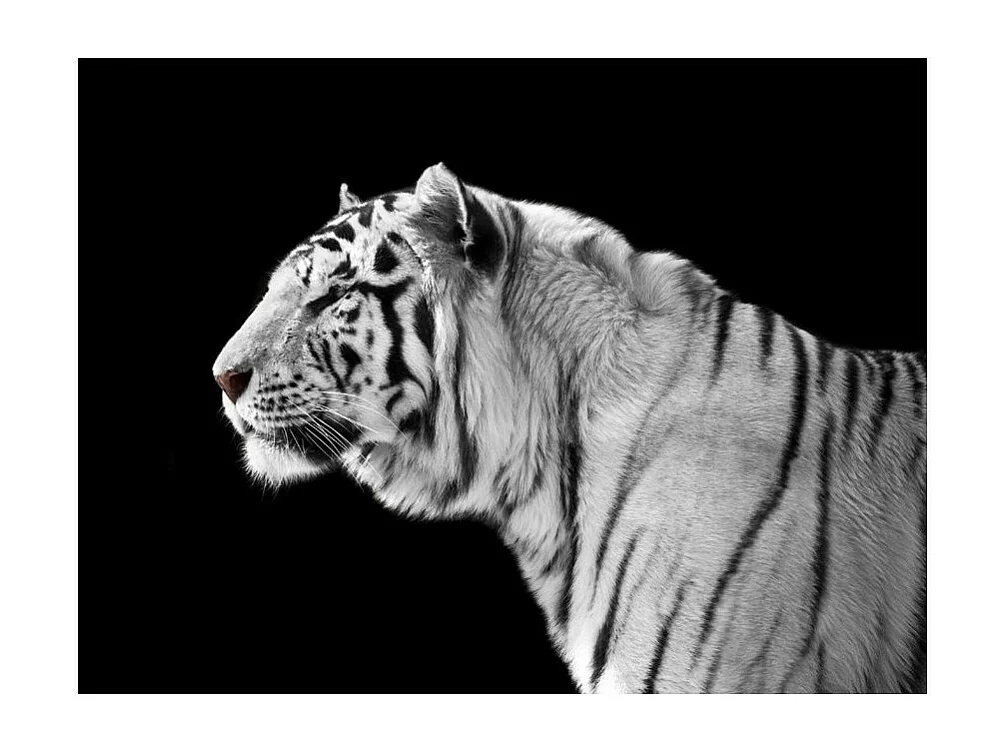 Papier Peint "Tigre Blanc" 193 x 250 cm