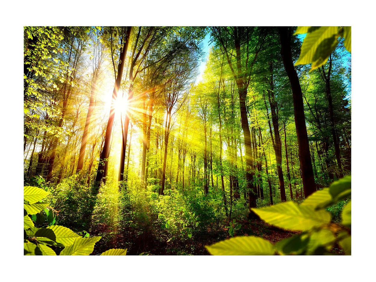 Papier Peint "Forest Hideout" 245 x 350 cm