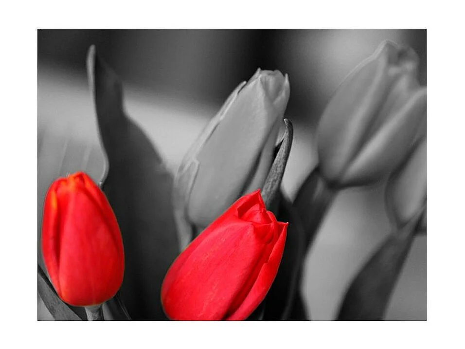 Papier Peint "Tulipes Rouges sur Fond Noir & Blanc" 270 x 350 cm