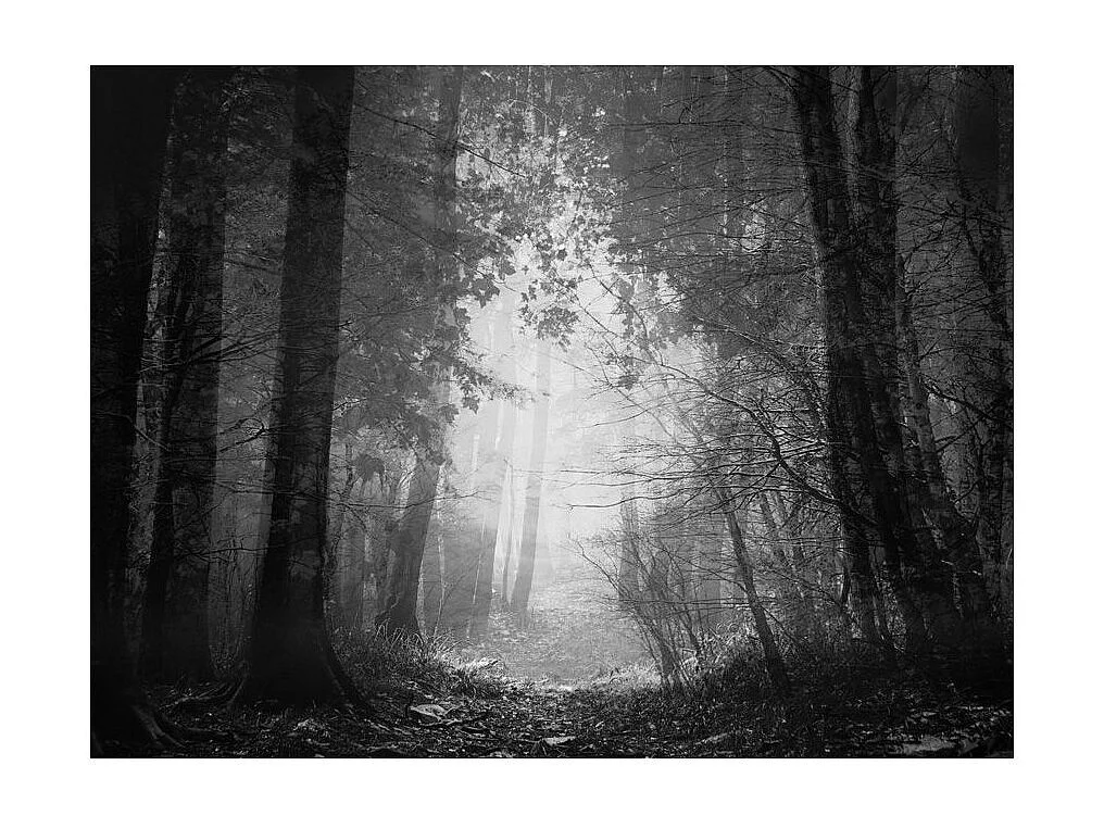 Papier Peint "Forest of Shadows" 154 x 200 cm