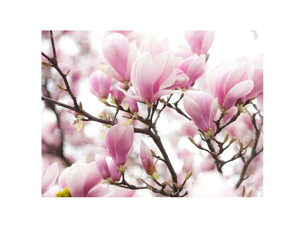 Papier Peint "Branche de Magnolia en Fleurs" 154 x 200 cm