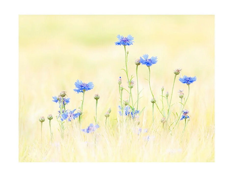 Papier Peint "Bleuets" 154 x 200 cm