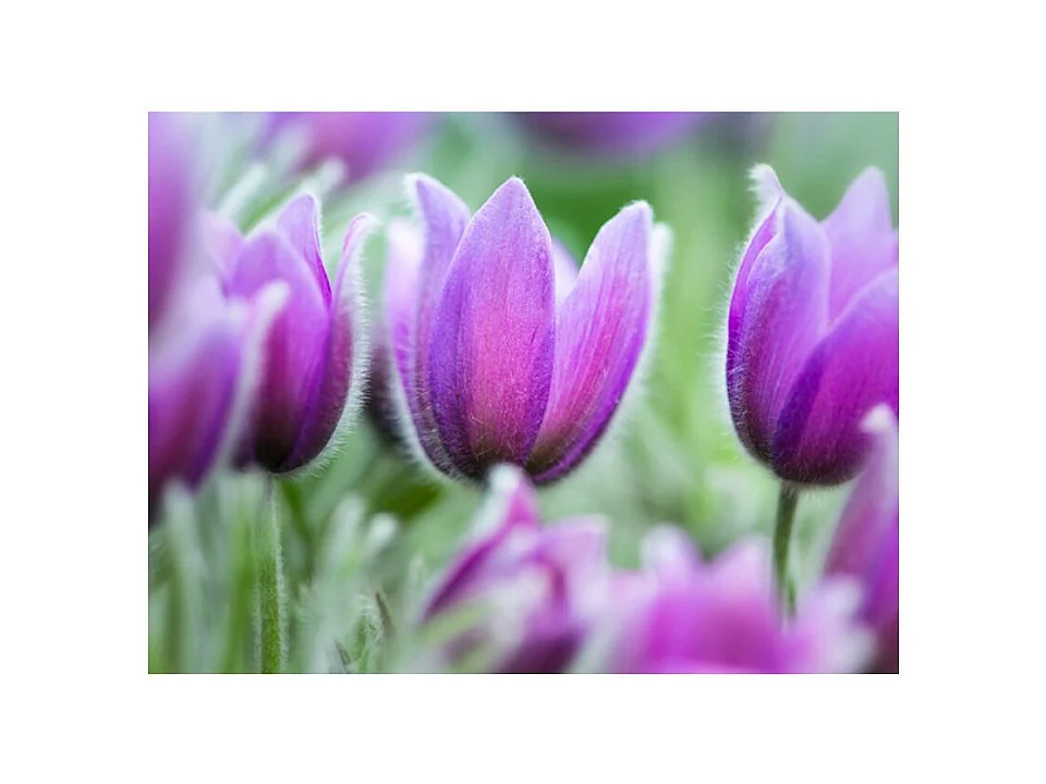 Papier Peint "Tulipes Violettes au Printemps" 154 x 200 cm