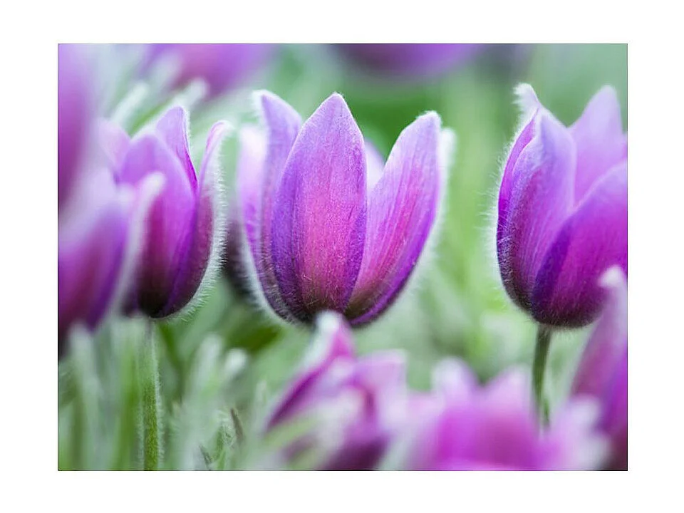 Papier Peint "Tulipes Violettes au Printemps" 154 x 200 cm