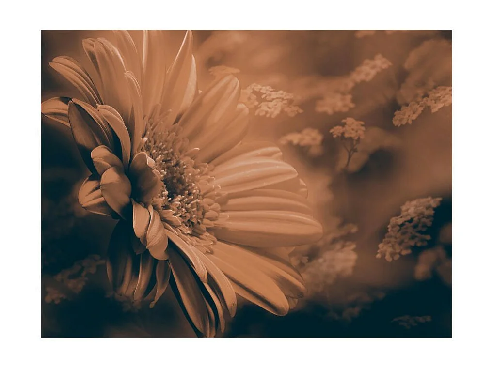 Papier Peint "Gerbera in Bronze" 270 x 350 cm