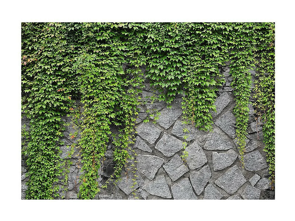 Papier Peint "Mur Vert" 245 x 350 cm