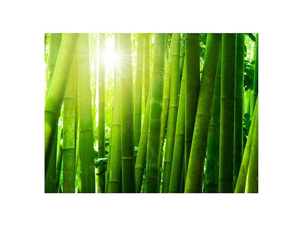 Papier Peint "Soleil & Bambou" 231 x 300 cm