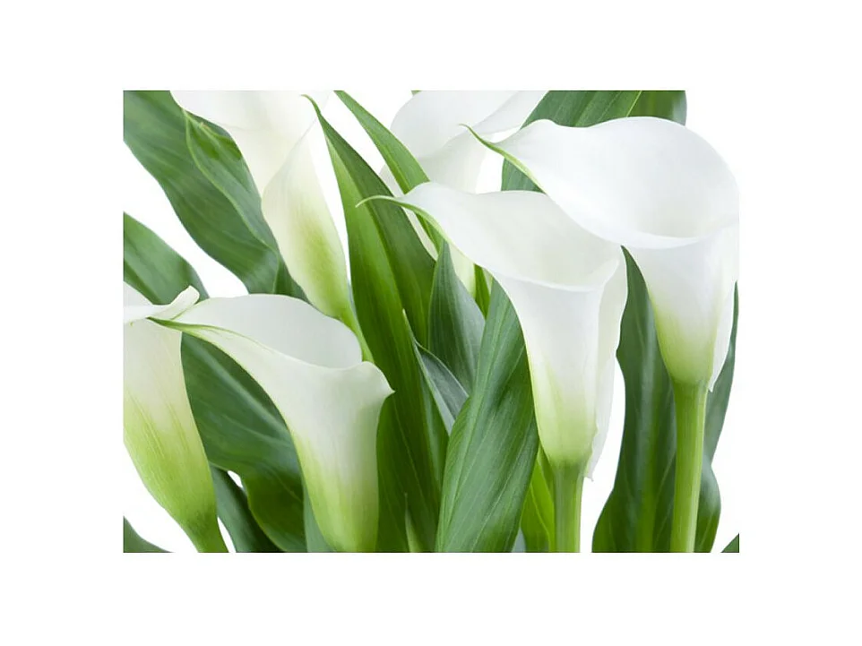 Papier Peint "Bouquet de Fleurs Callas" 193 x 250 cm