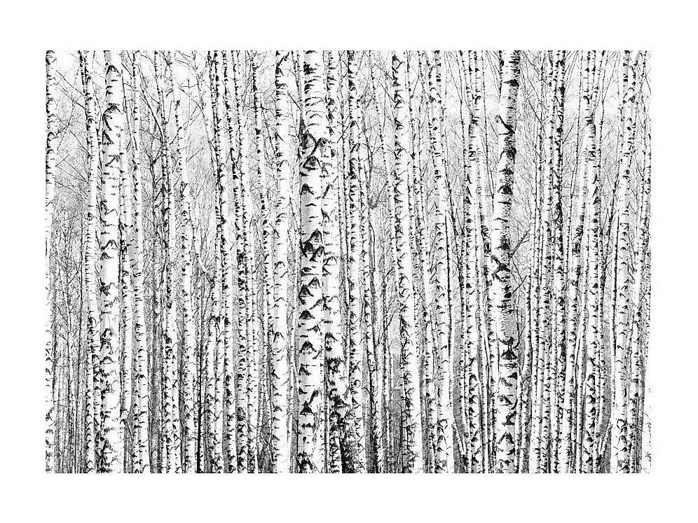 Papier Peint "Birch Forest" 105 x 150 cm