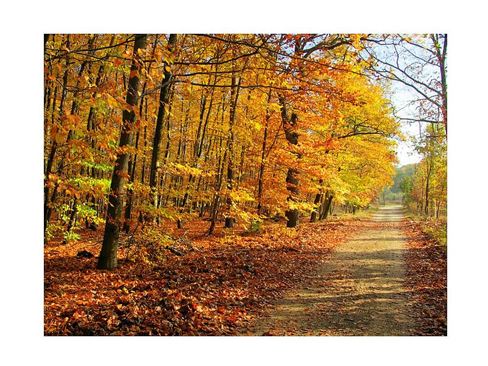 Papier Peint "Beech Forest" 231 x 300 cm