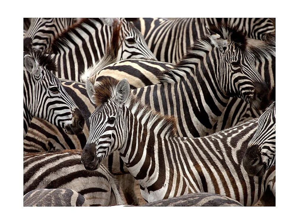 Papier Peint "Troupeau de Zèbres" 231 x 300 cm