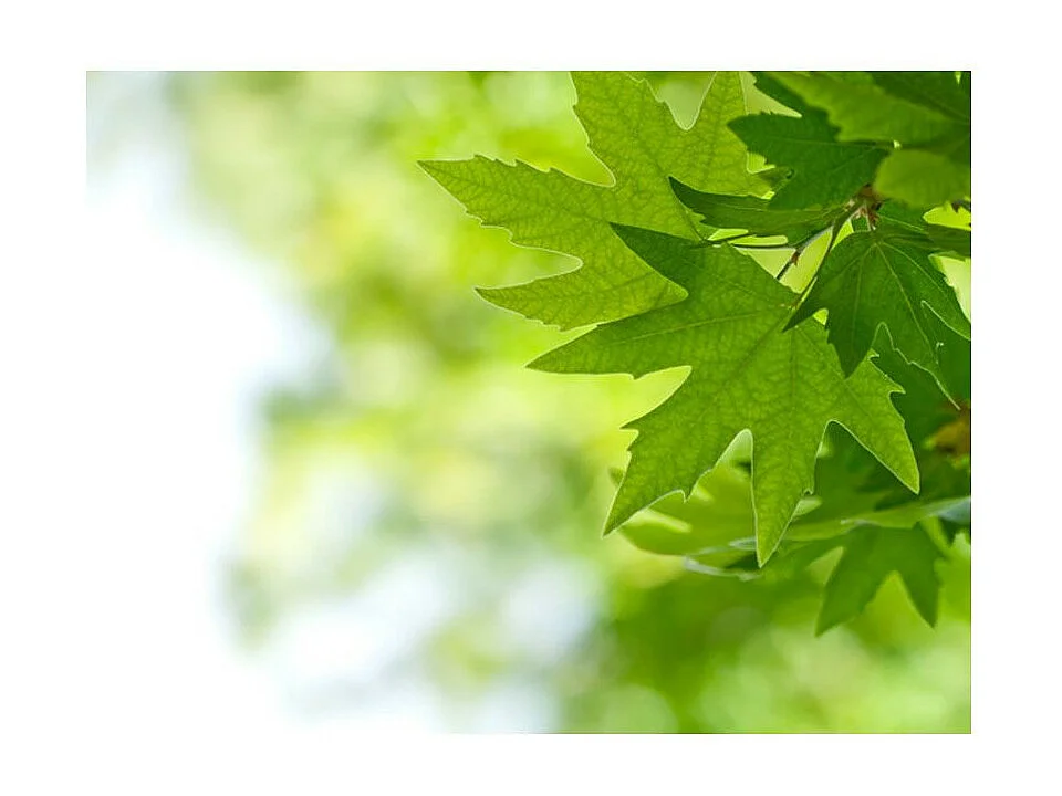 Papier Peint "Feuilles Shallow Focus" 154 x 200 cm