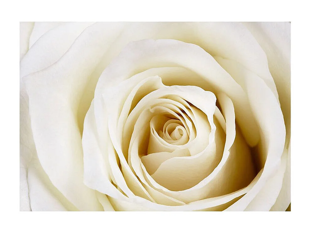 Papier Peint "Pearl Maze" 245 x 350 cm