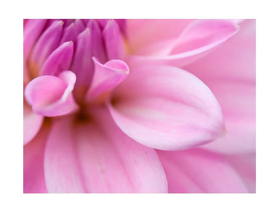 Papier Peint "Pétales de Fleur Dahlia" 270 x 350 cm