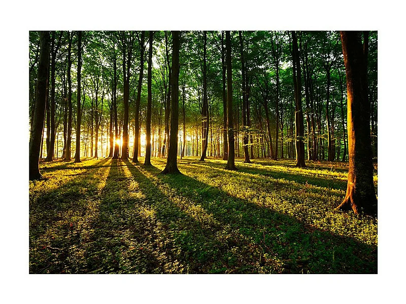 Papier Peint "Spring : Morning in the Forest" 70 x 100 cm