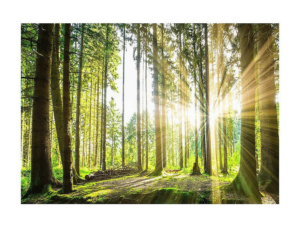 Papier Peint "Forest Tales" 210 x 300 cm