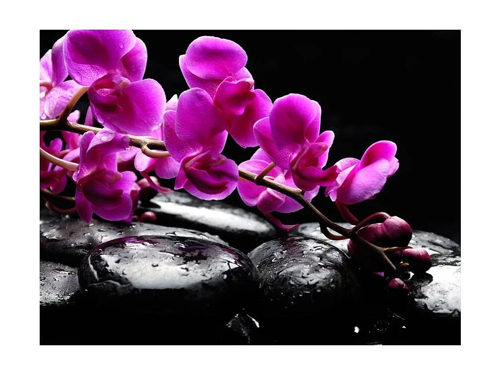 Papier Peint "Moment de Détente : Orchidée & Pierres Zen" 231 x 300 cm