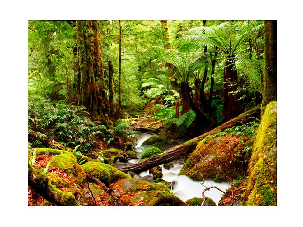 Papier Peint "Forêt Tropicale" 270 x 350 cm