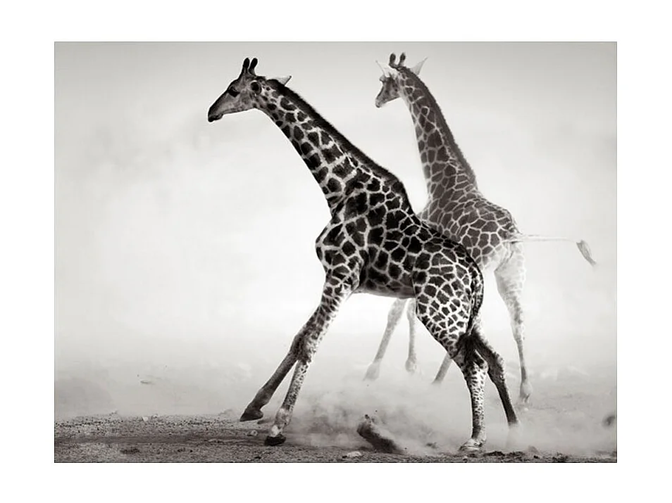 Papier Peint "Girafes" 231 x 300 cm