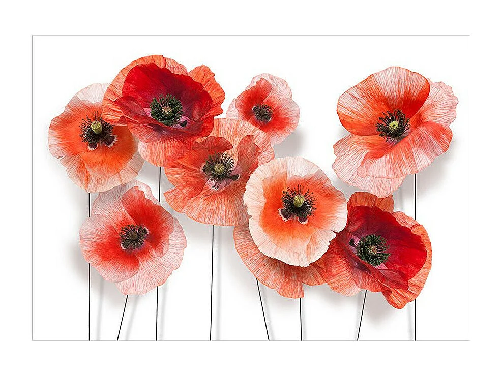 Papier Peint "Nine Poppies" 70 x 100 cm