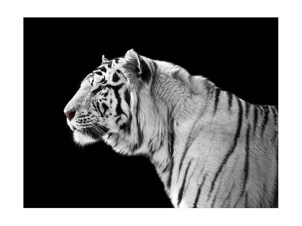 Papier Peint "Tigre Blanc" 270 x 350 cm