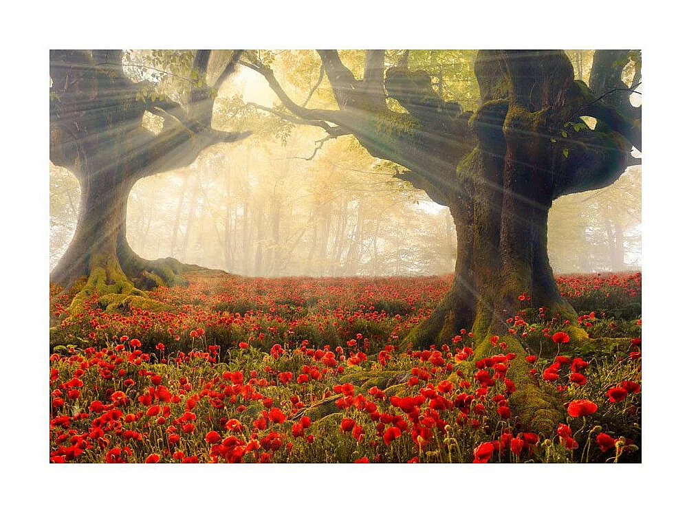 Papier Peint "Morning Among Poppies" 140 x 200 cm