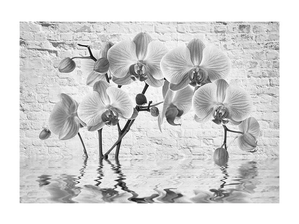 Papier Peint "Orchid in Shades of Gray" 210 x 300 cm