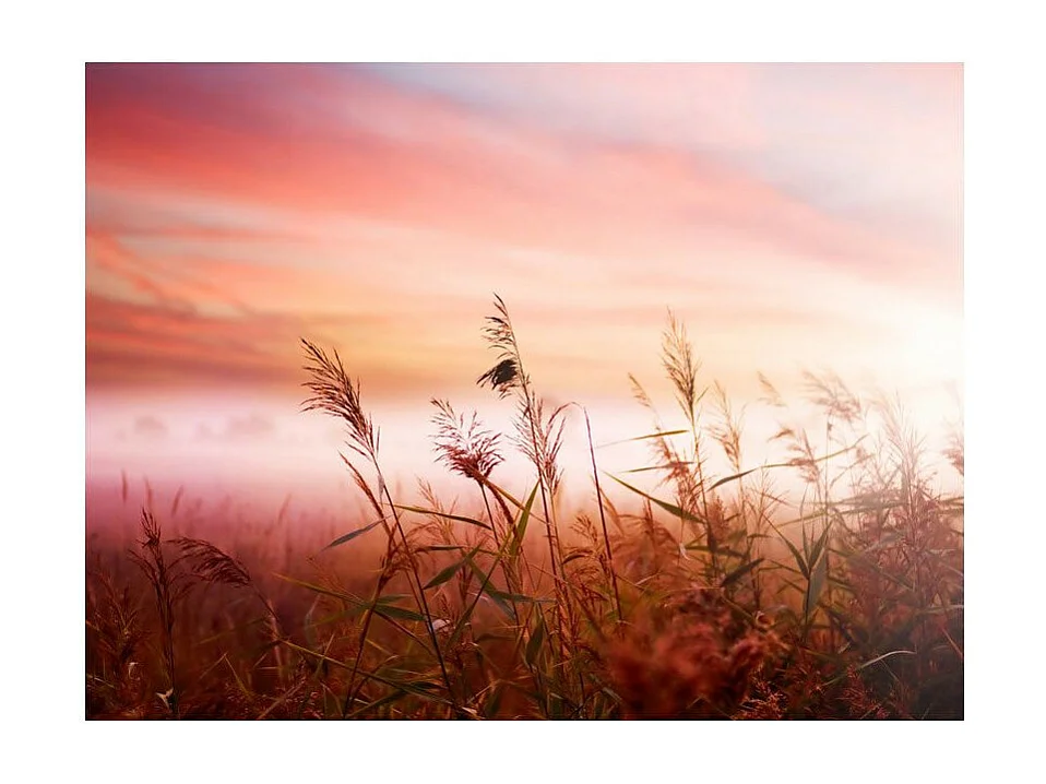 Papier Peint "Prairie à l'aube" 270 x 350 cm