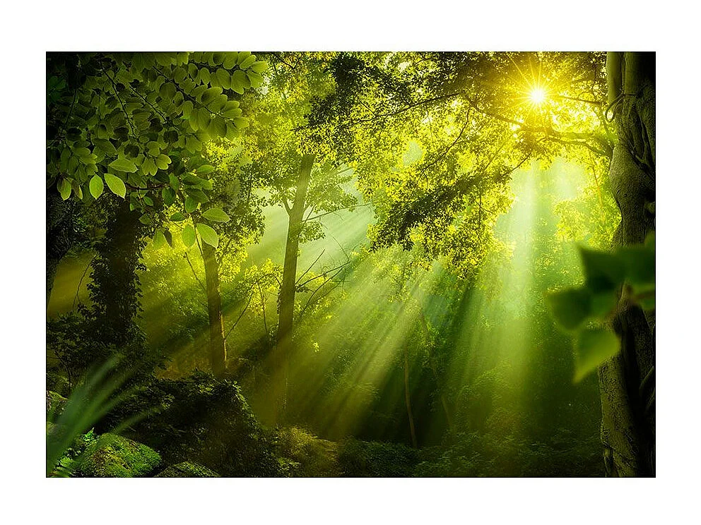 Papier Peint "In a Secret Forest" 245 x 350 cm