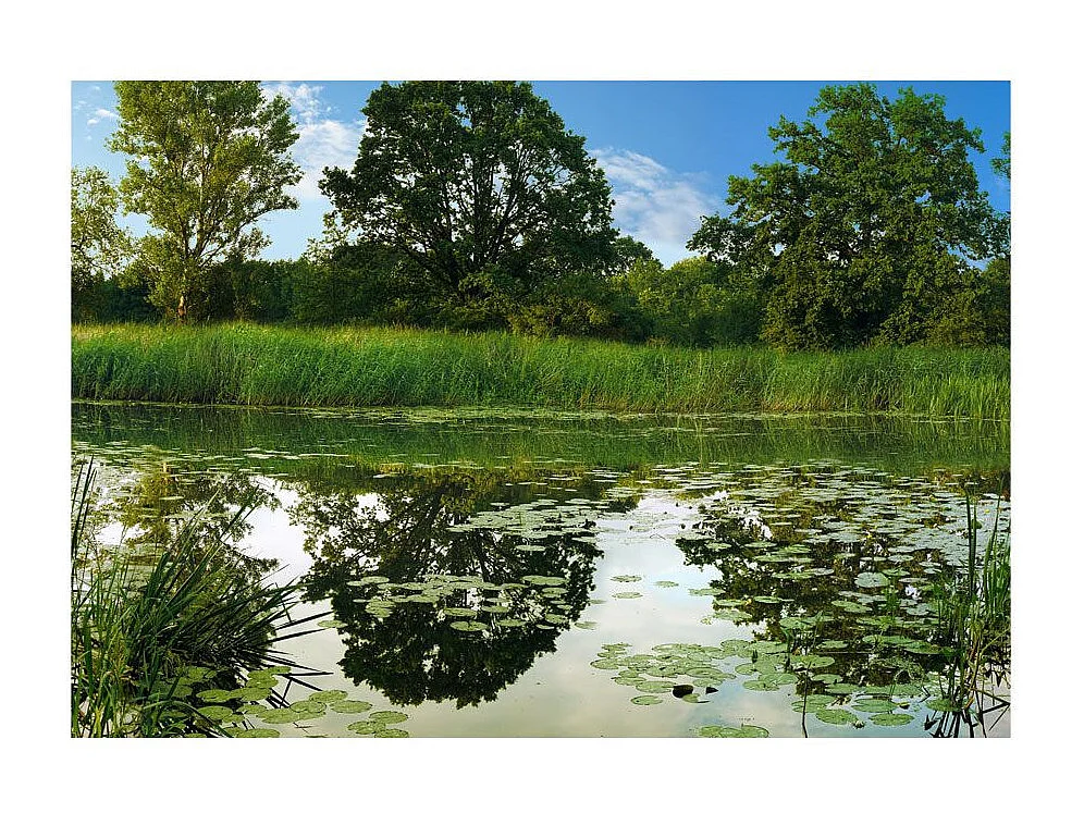 Papier Peint "The Magic Pond" 210 x 300 cm