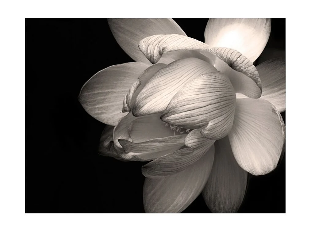 Papier Peint "Fleur de Lotus" 154 x 200 cm