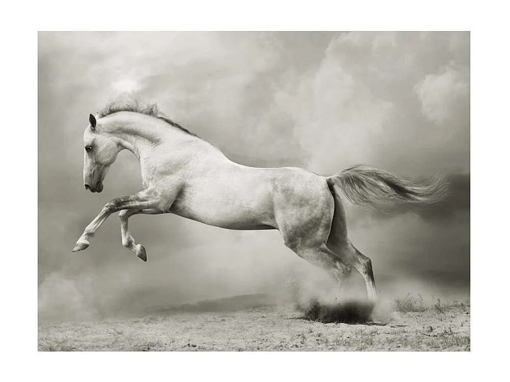 Papier Peint "Étalon Sauvage" 193 x 250 cm