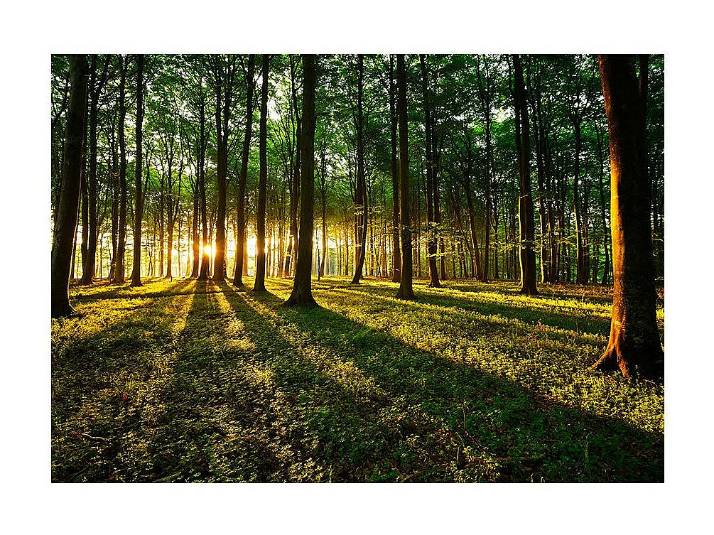 Papier Peint "Spring : Morning in the Forest" 105 x 150 cm