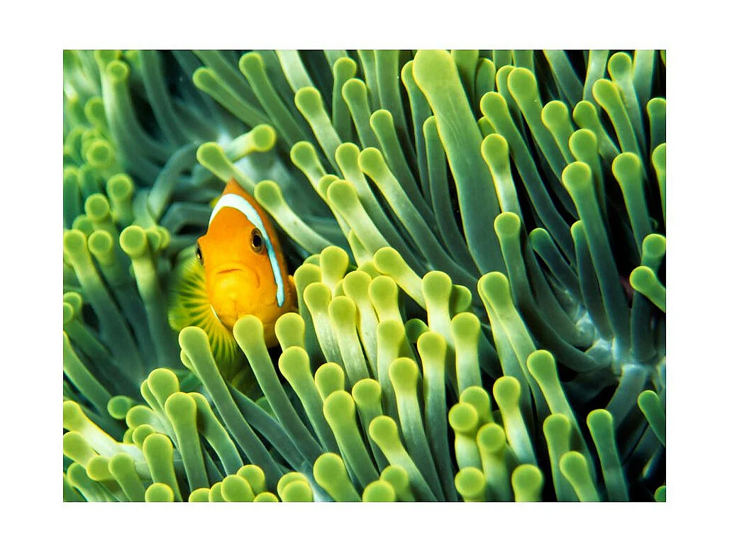 Papier Peint "Anemonefish" 154 x 200 cm