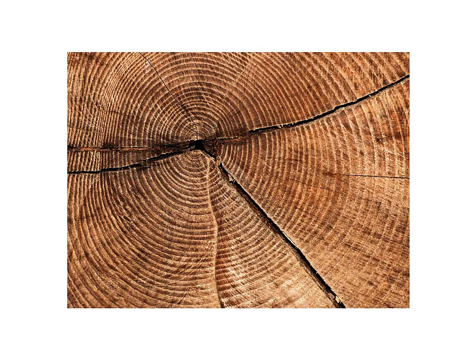 Papier Peint "Coupe D'un Tronc D'arbre" 309 x 400 cm