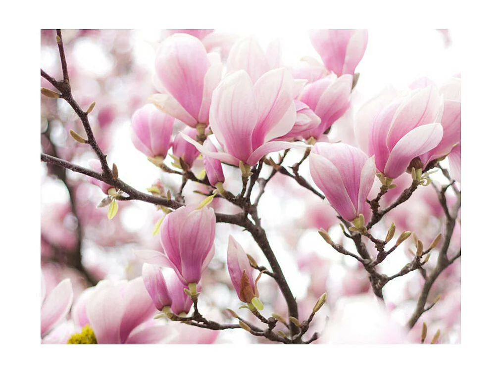 Papier Peint "Branche de Magnolia en Fleurs" 270 x 350 cm