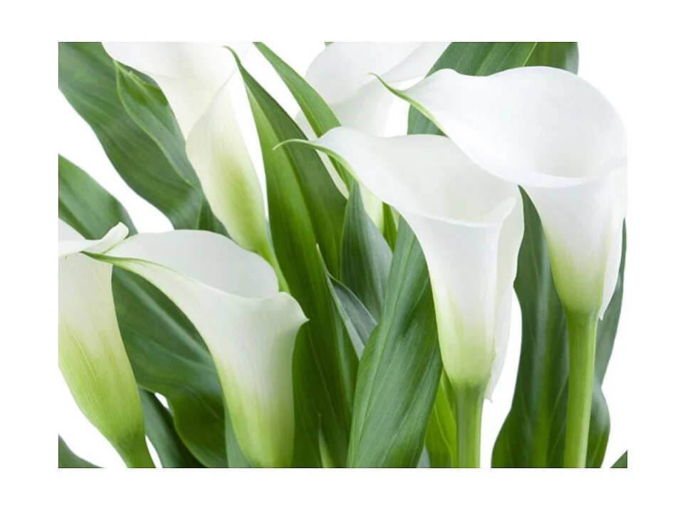 Papier Peint "Bouquet de Fleurs Callas" 231 x 300 cm