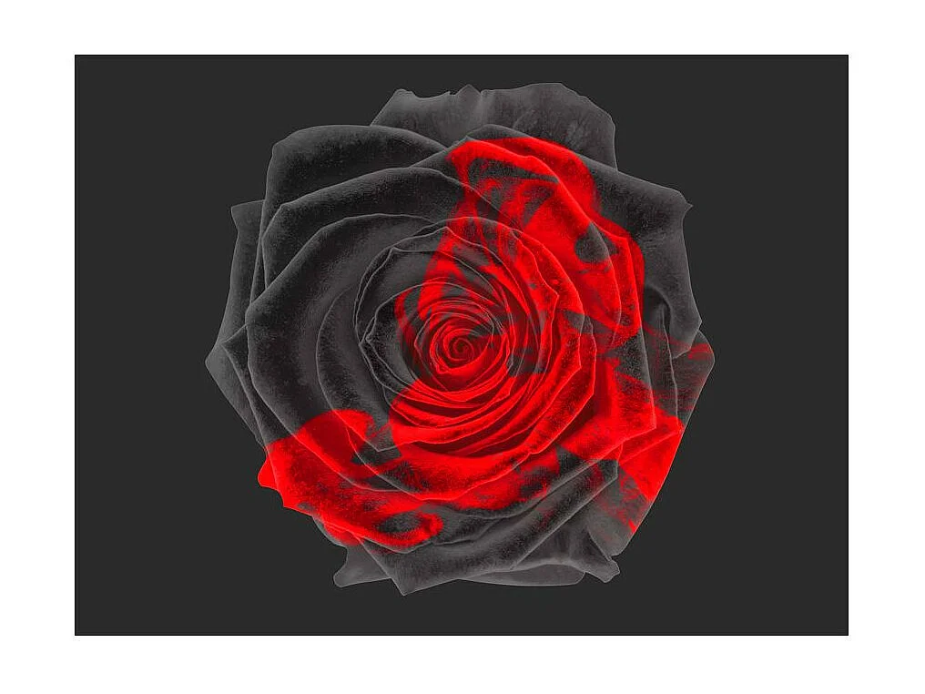 Papier Peint "Transformation" 154 x 200 cm